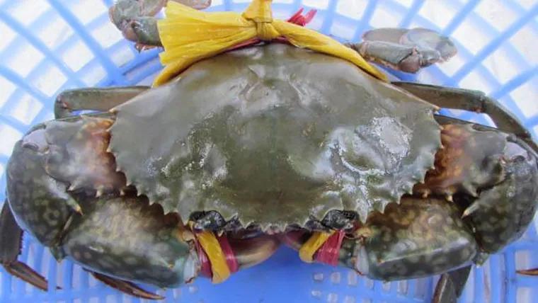 Hướng dẫn nấu cháo cua biển cho bé từ 9 tháng tuổi trở lên