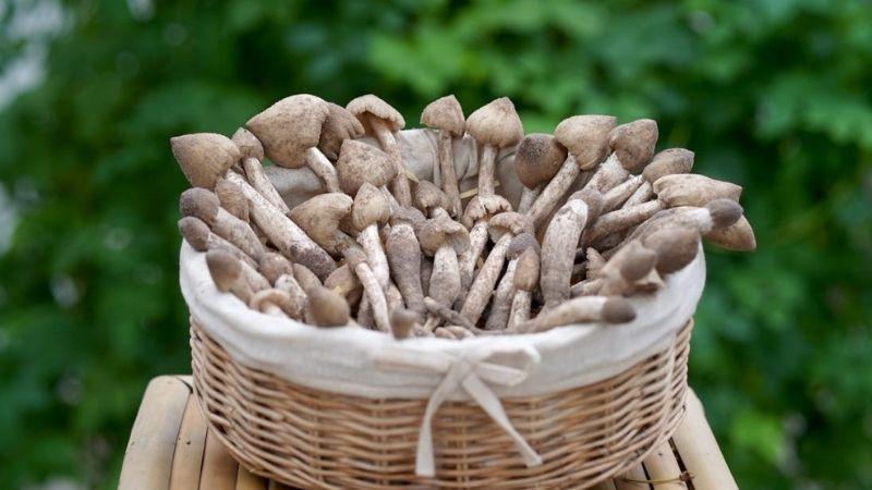 Khám phá những phương pháp bảo quản nấm mối giúp duy trì độ tươi ngon và kéo dài thời gian sử dụng mà không lo hư hỏng.