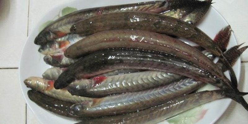 Chế biến cá kèo có cần mổ bụng không?