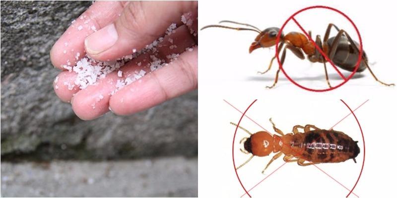 Muối mang đến nhiều lợi ích khi được rải quanh nhà, từ việc bảo vệ đến cải thiện phong thủy cho không gian sống.