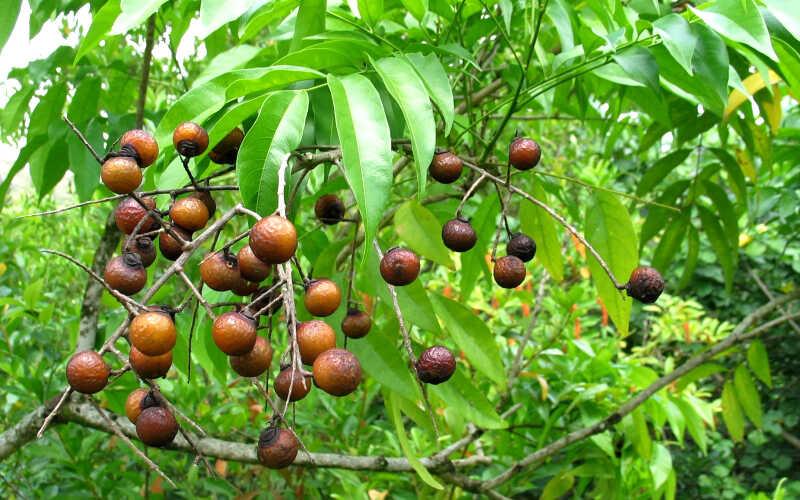 Quả bồ hòn có thể ăn được không? Khám phá công dụng và 5 bài thuốc từ quả bồ hòn