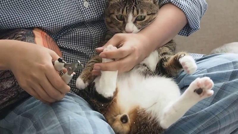 Những phương pháp tắm đơn giản cho mèo, kể cả những chú mèo sợ nước