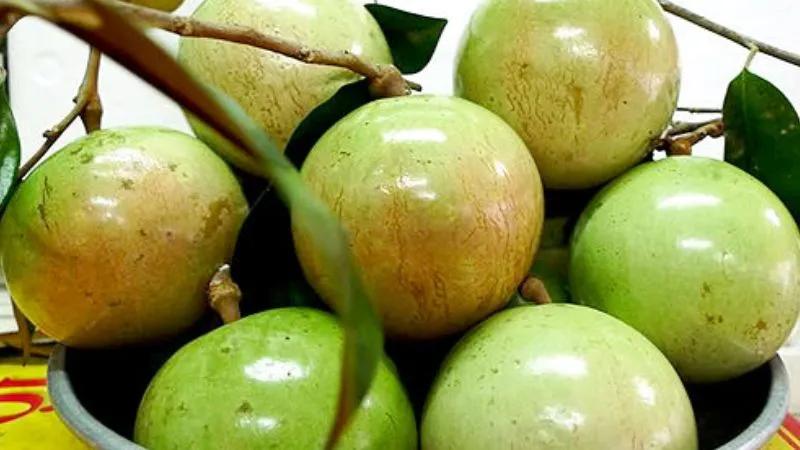 Khám phá bí quyết giúp vú sữa nhanh chóng chín và căng mọng nước như những trái cây tươi ngon tại các quầy bán trái cây.