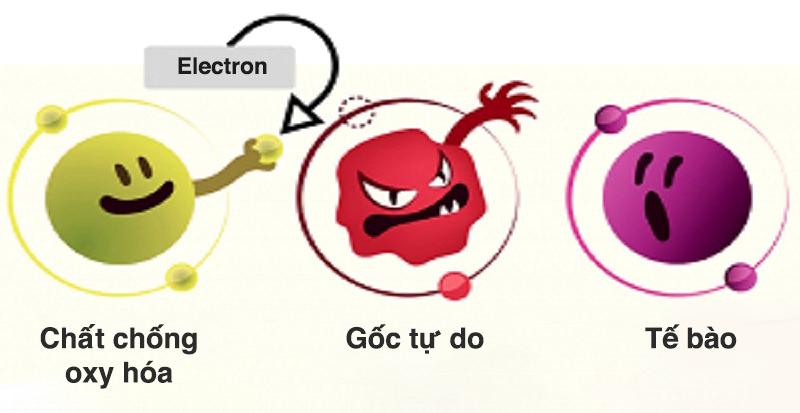 Chất chống oxy hóa là gì và chúng xuất hiện ở đâu trong cơ thể?