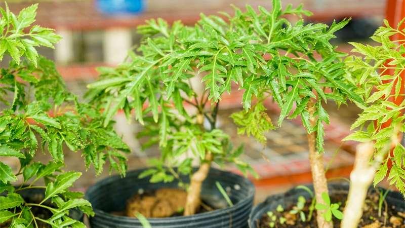 Cây đinh lăng, với vai trò quan trọng trong phong thủy, được cho là mang lại sức khỏe dồi dào và năng lượng tích cực cho gia chủ.
