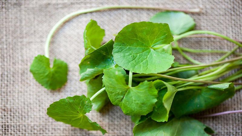 Centella Asiatica là gì? Nó có tác dụng gì đối với làn da?