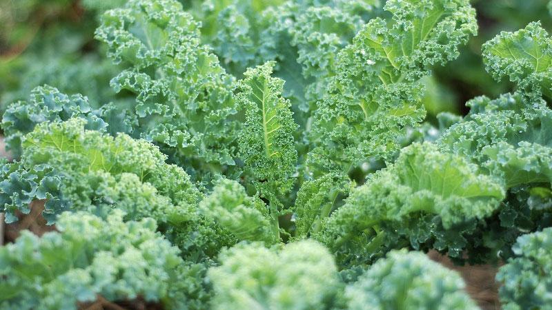 Cải kale chế biến món gì vừa ngon lại bổ dưỡng?