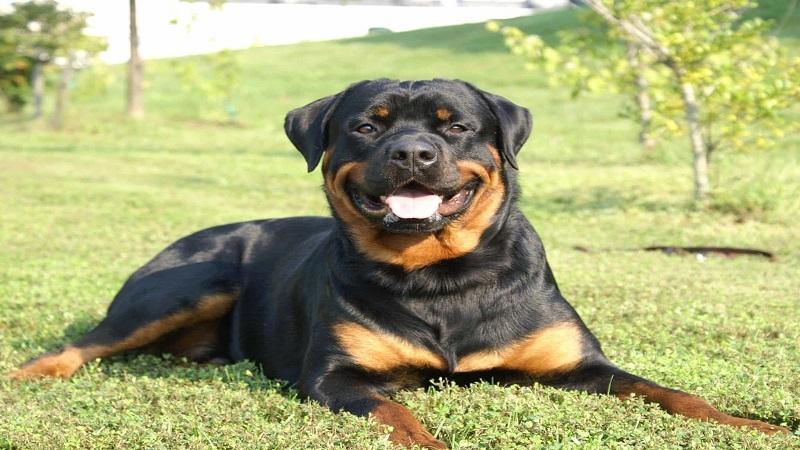 Hướng dẫn huấn luyện chó Rottweiler tại nhà dễ dàng và hiệu quả