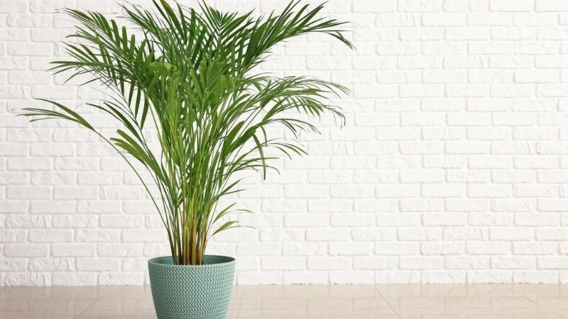 Cây cau Nhật: Ý nghĩa, hình ảnh, cách trồng và chăm sóc tại nhà