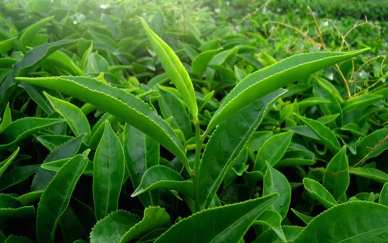 Trẻ em mắc sởi nên tắm lá gì? Khám phá 6 loại lá dễ tìm giúp cải thiện tình trạng sởi hiệu quả