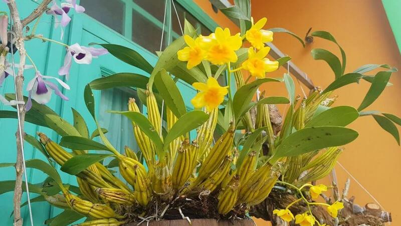 Phong lan sơn thủy tiên không chỉ sở hữu vẻ đẹp tinh tế mà còn là biểu tượng của sự thanh cao. Khám phá cách trồng và chăm sóc loài hoa này để luôn có được những bông hoa tươi đẹp và hương thơm quyến rũ.