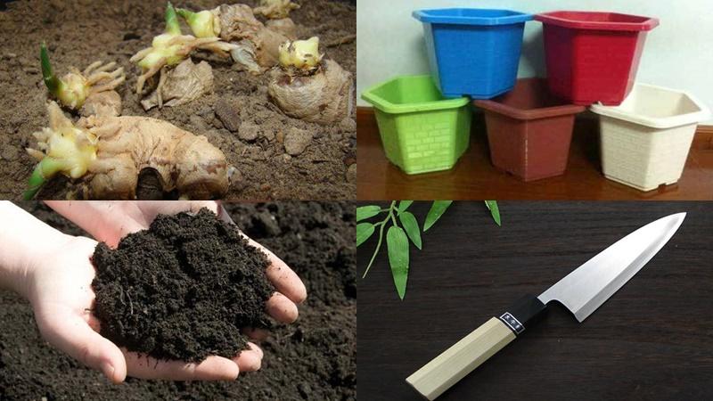 Khám phá phương pháp trồng gừng trong chậu dễ dàng, để bạn có thể thu hoạch không ngừng, mang đến hương vị tự nhiên cho mỗi bữa ăn.