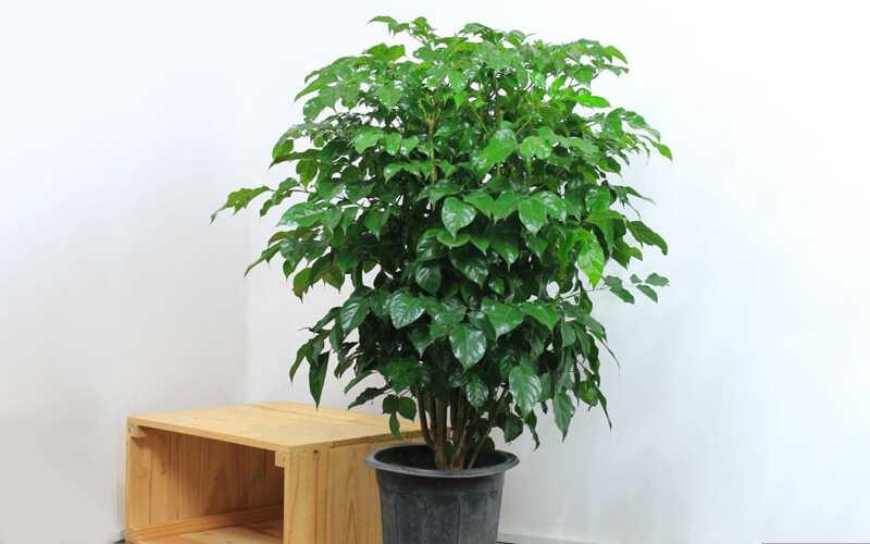 Cây hạnh phúc dễ dàng trồng và chăm sóc, lại mang đến vẻ đẹp thanh thoát cho không gian sống của bạn, giúp bạn tận hưởng những điều tốt đẹp.