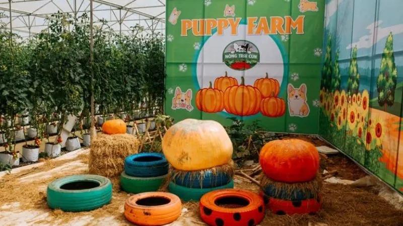 5 quán cà phê kết hợp chó mèo được giới trẻ Đà Lạt yêu thích nhất