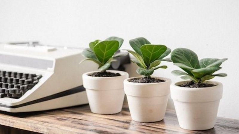 Khám phá 25+ loại cây để bàn vừa giúp gia tăng tài lộc, vừa mang lại may mắn cho người sử dụng, là lựa chọn hoàn hảo cho không gian làm việc.