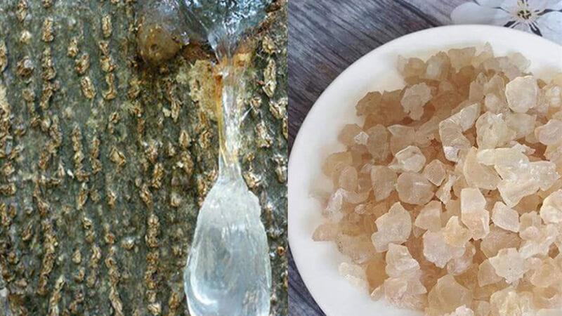 Tuyết yến là một loại thực phẩm độc đáo với nhiều lợi ích sức khỏe. Cùng khám phá nguồn gốc, công dụng, giá trị và cách sử dụng Tuyết yến để chăm sóc sức khỏe của bạn.