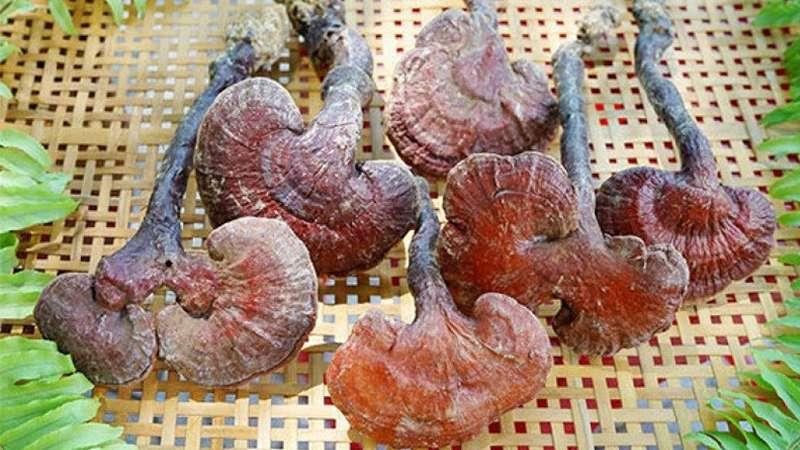 Hướng dẫn chi tiết cách làm nấm lim xanh ngâm rượu