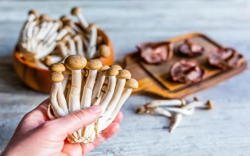 Khám phá những lợi ích của nấm hải sản (nấm shimeji) đối với sức khỏe