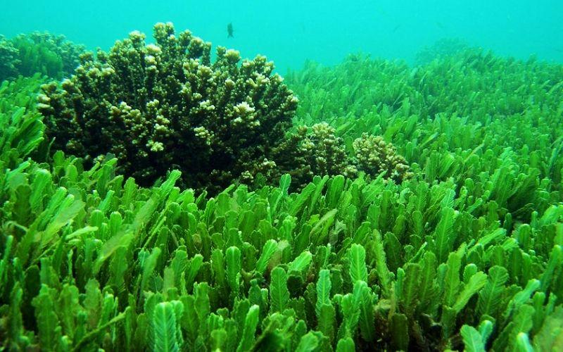 Chlorella là một loại tảo giàu dinh dưỡng, mang lại nhiều lợi ích tuyệt vời cho sức khỏe và sắc đẹp. Cùng khám phá những tác dụng đặc biệt của tảo Chlorella ngay bây giờ!