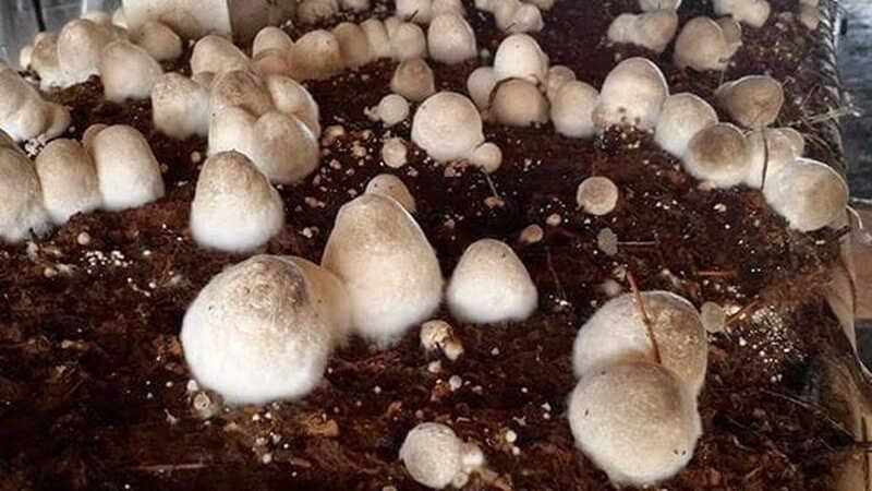 100g nấm rơm chứa bao nhiêu calo? Liệu ăn nấm rơm có làm bạn tăng cân không?