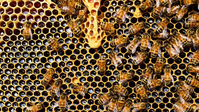 Mật ong đặc sản Tây Nguyên là món quà quý hiếm từ thiên nhiên mà không phải ai cũng có thể sở hữu dù có tiền.