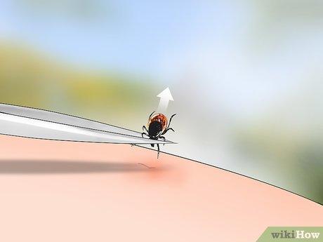 Hướng dẫn nhận diện bọ ve hươu