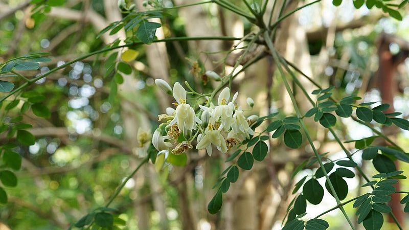 Dầu chùm ngây là một loại tinh dầu thiên nhiên vô cùng quý giá, nổi bật với nhiều tác dụng hữu ích cho sức khỏe. Hãy cùng khám phá những lợi ích tuyệt vời của dầu này trong bài viết dưới đây.