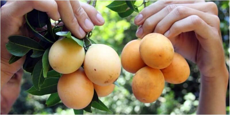 Thanh trà là loại quả gì mà lại được nhiều người săn đón, với mức giá lên tới 150.000 đồng/kg?