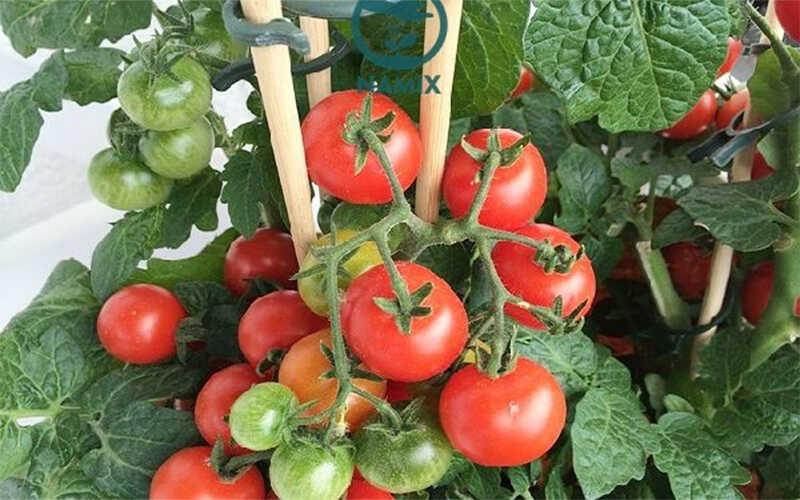 3 phương pháp trồng cà chua sai quả ngay tại nhà bằng những dụng cụ dễ tìm