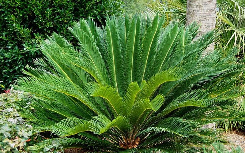Khám phá ý nghĩa và cách bài trí cây vạn tuế trong phong thủy để mang lại tài lộc và thịnh vượng cho không gian sống của bạn.