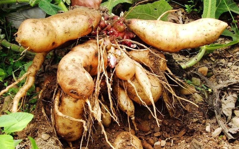 Củ sâm đất là gì? Tác dụng tuyệt vời của khoai sâm và những ai cần tránh sử dụng loại củ này?