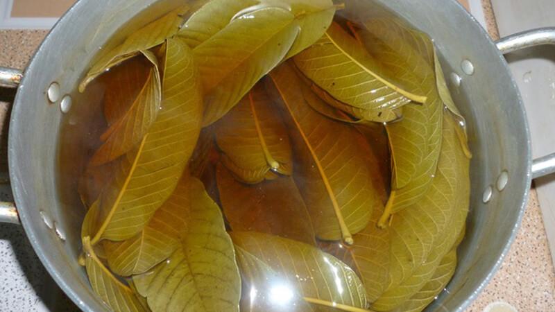 Cách trị nám hiệu quả từ lá ổi, giúp bạn nhanh chóng sở hữu làn da sáng mịn, không còn dấu vết nám.