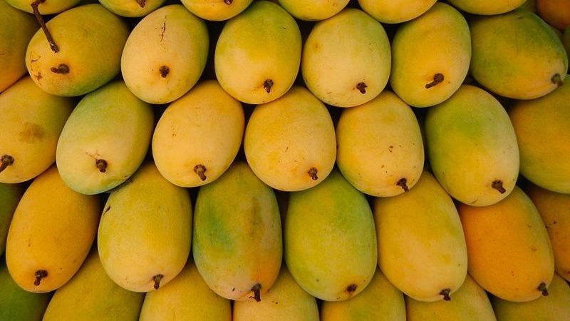 Khám phá nguồn gốc và bí quyết chọn xoài cát Hòa Lộc tươi ngon
