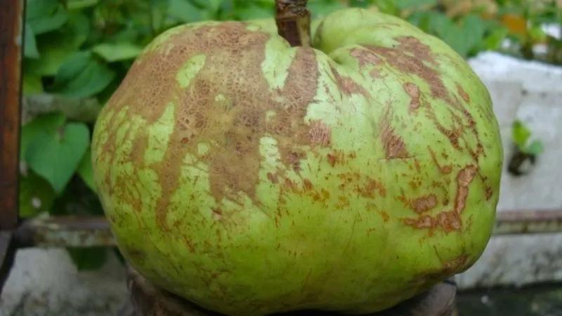 Quả sông chua Nghệ An - một gia vị quen thuộc, dễ dàng khiến nhiều người lầm tưởng là quả ổi. Nhưng ẩn chứa trong nó là những sự khác biệt thú vị, đáng để khám phá.
