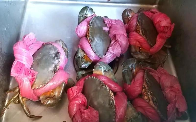 Tại sao cua biển lại được quấn những sợi dây to, ẩm ướt khi bán?