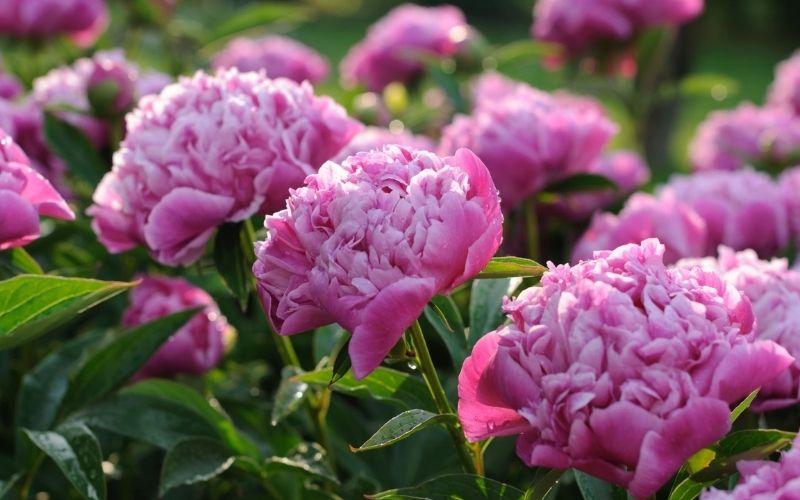 Tìm hiểu đầy đủ về các giống hoa mẫu đơn và ý nghĩa sâu sắc của chúng, loài hoa được coi là biểu tượng của vẻ đẹp thanh tao và sang trọng.