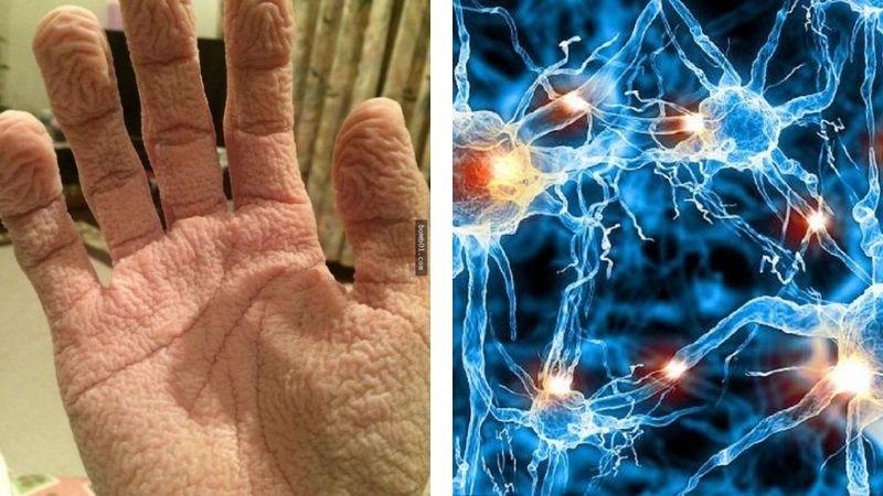Đây chính là nguyên nhân khiến da tay và chân trở nên nhăn nheo khi ngâm nước lâu.