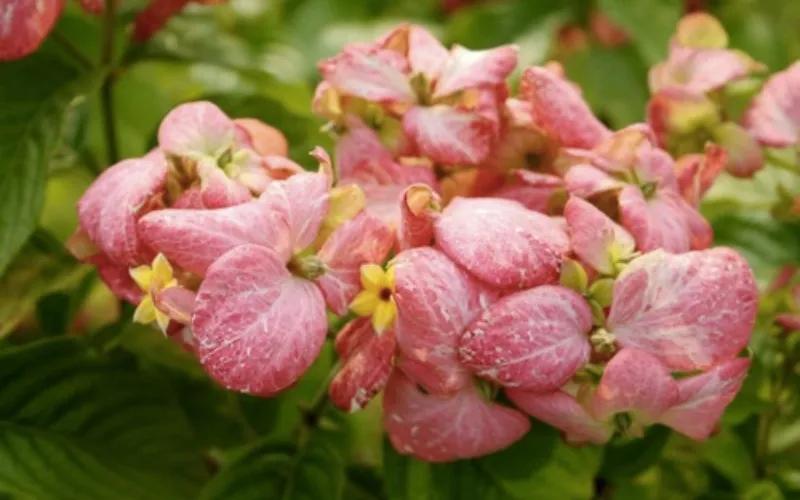 Cây bướm hồng: Khám phá vẻ đẹp, ý nghĩa và hướng dẫn chăm sóc chi tiết