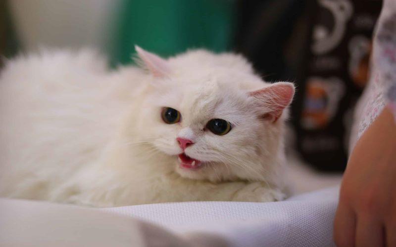 Mức độ nguy hiểm của hội chứng suy giảm miễn dịch ở mèo (FIV) là như thế nào?