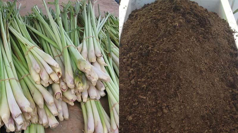 Hướng dẫn trồng sả trong thùng xốp mà không cần rễ, cho nhánh sả to và thu hoạch nhanh chóng.