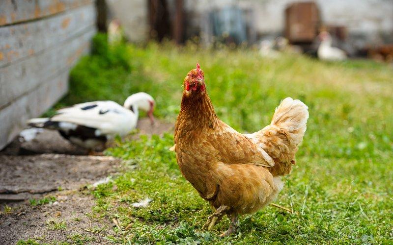 Giá gia cầm hôm nay, 07/03/2024, tiếp tục giữ vững sự ổn định.
