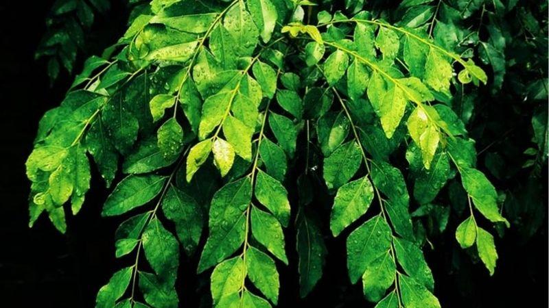 Lá cà ri là một loại thảo mộc có nhiều công dụng tuyệt vời, không chỉ là gia vị trong các món ăn mà còn mang lại nhiều lợi ích cho sức khỏe. Hãy cùng khám phá những giá trị tiềm ẩn từ loại lá này.