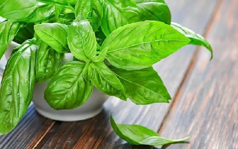 Danh sách những cửa hàng bán lá húng tây (Basil) chất lượng, giá cả hợp lý tại TP.HCM