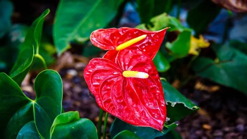 Cây hồng môn: Ý nghĩa phong thủy và cách chăm sóc hoàn hảo
