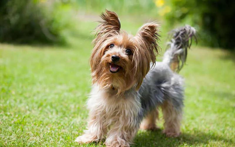 Khám phá 20 giống chó cảnh xinh đẹp và dễ chăm sóc