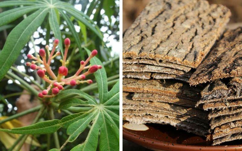 Đỗ trọng - Một loại thảo dược quý giá với nhiều lợi ích tuyệt vời cho sức khỏe