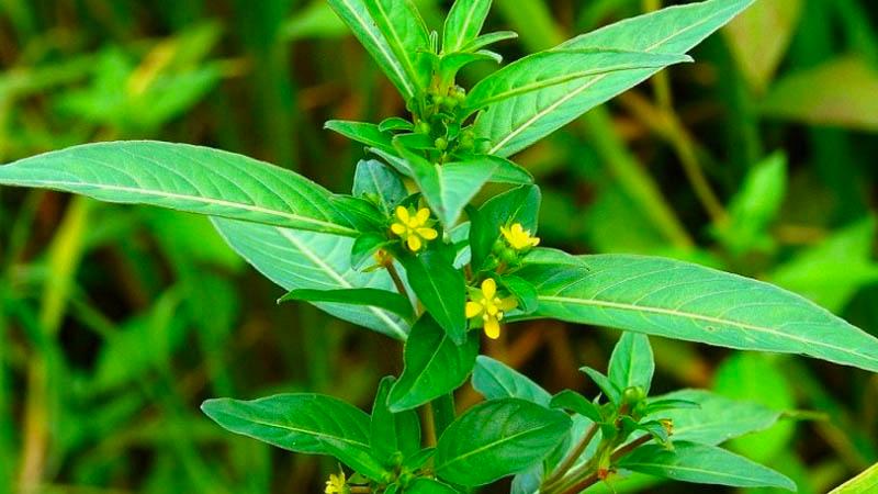 Rau mương: Vị thuốc dân gian kỳ diệu cho dạ dày