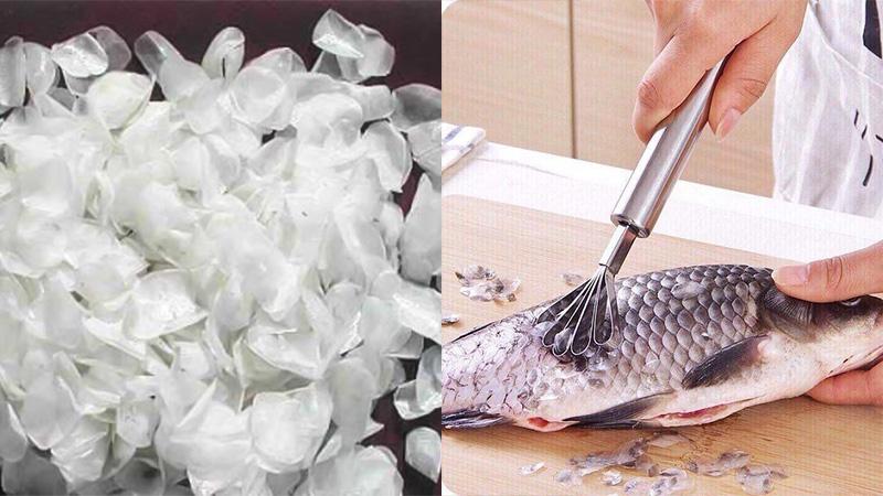 Khám phá bộ phận quý giá hơn vàng trên cá mà ít ai ngờ tới