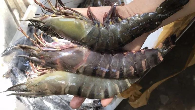 Tôm he là một loài tôm đặc biệt, thường xuyên khiến nhiều người phải thắc mắc: Tôm he là gì, giá trị của chúng ra sao, mua ở đâu và có thể chế biến món ăn gì từ chúng? Hãy cùng khám phá tất cả những điều thú vị về loài tôm này qua bài viết dưới đây.