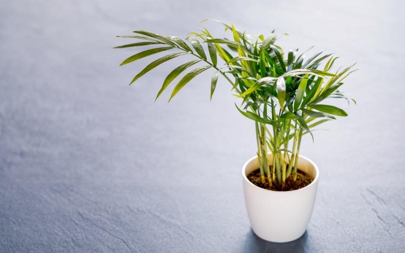 Khám phá đặc điểm, công dụng, cách trồng và ý nghĩa phong thủy của cây cau tiểu trâm